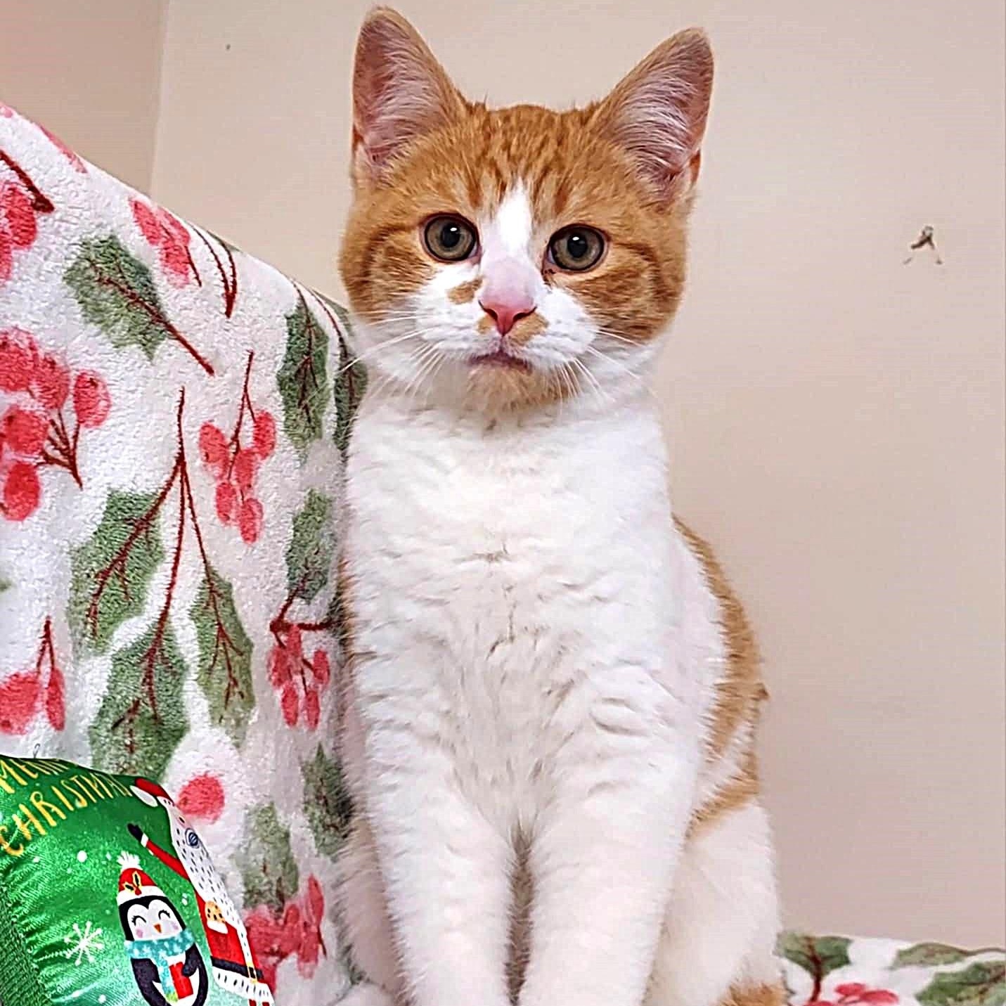 Lucky, a ADOPTABLE Domestic Short Hair image 2/6