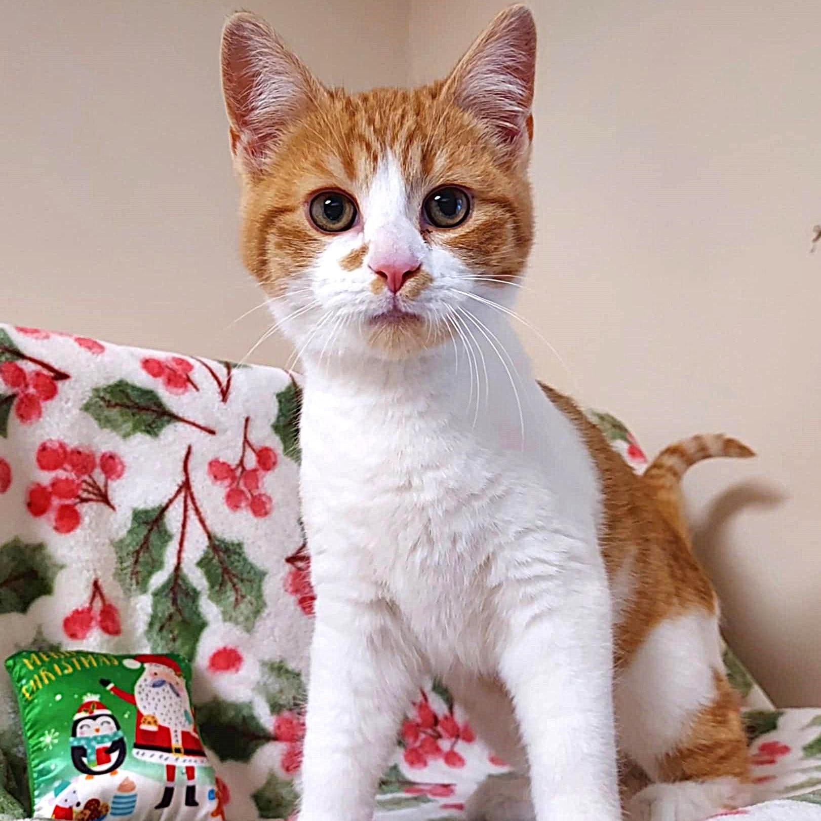 Lucky, a ADOPTABLE Domestic Short Hair image 3/6