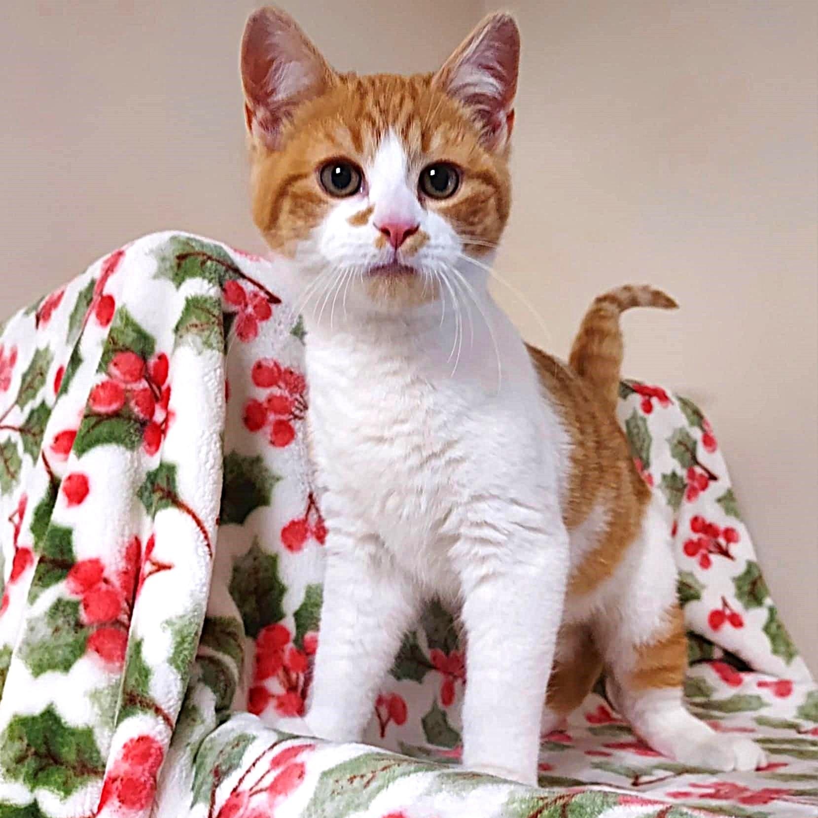 Lucky, a ADOPTABLE Domestic Short Hair image 4/6