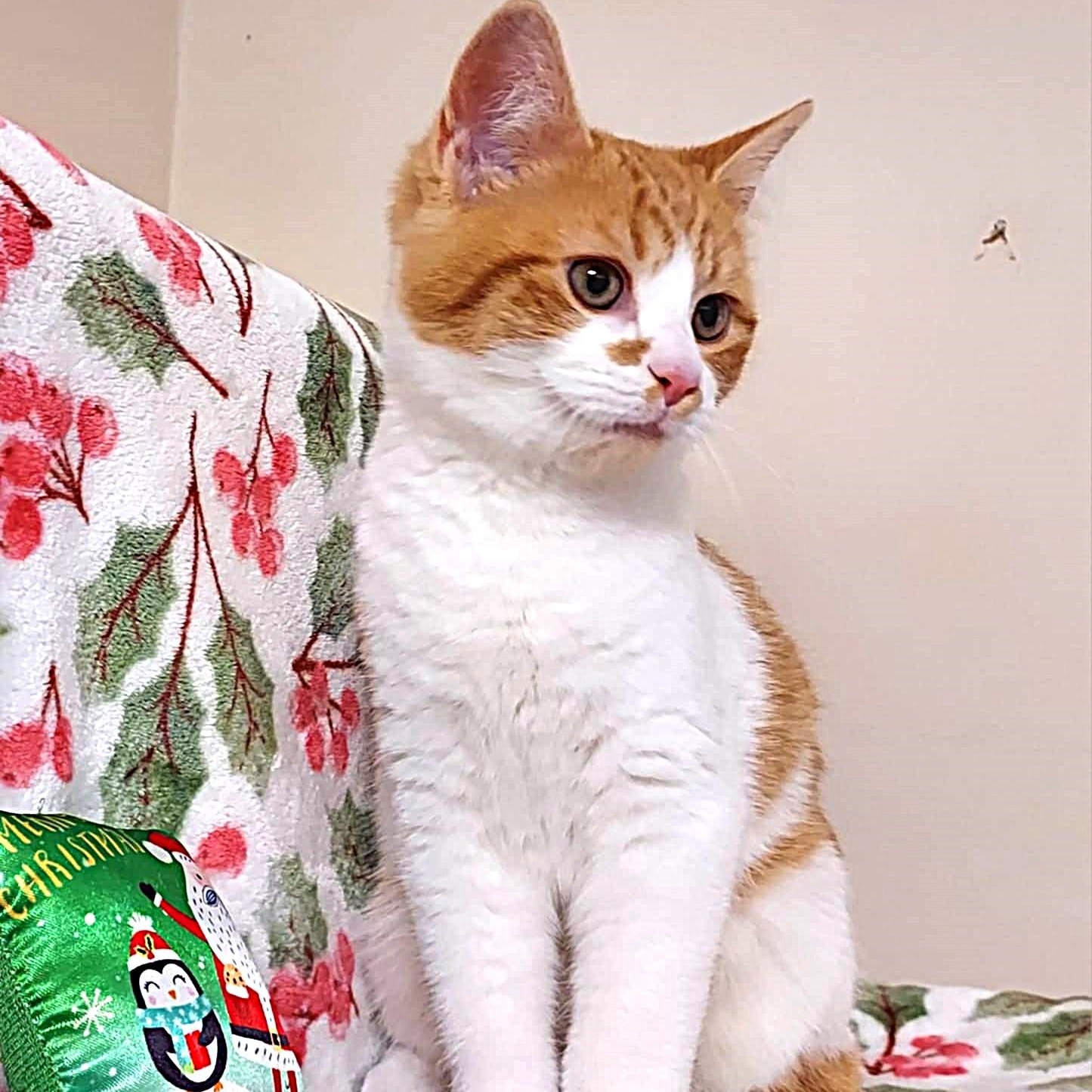 Lucky, a ADOPTABLE Domestic Short Hair image 5/6