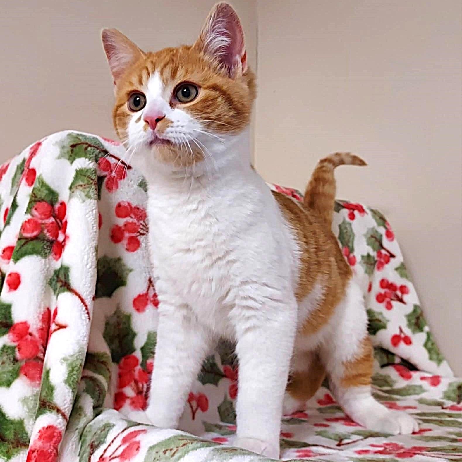 Lucky, a ADOPTABLE Domestic Short Hair image 6/6