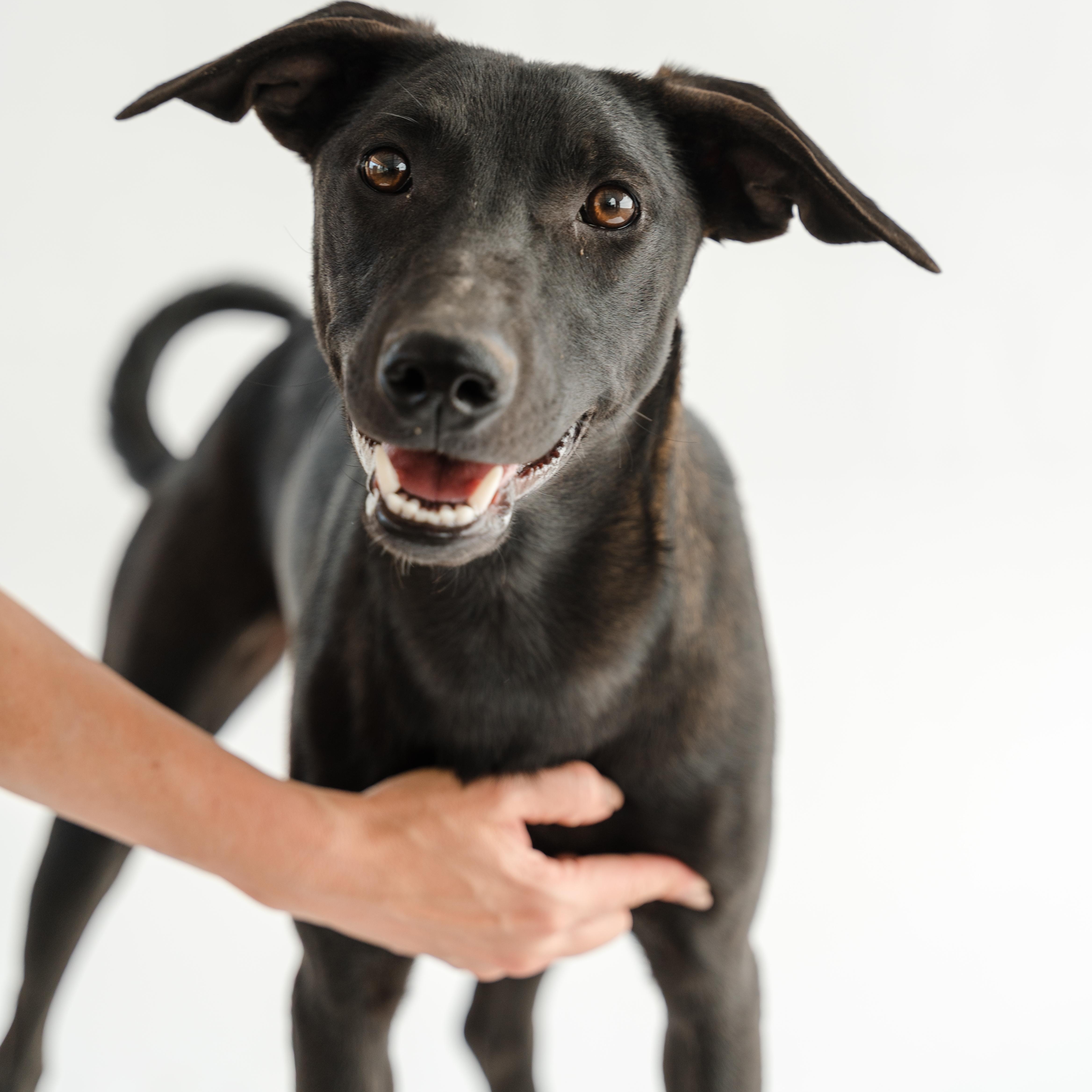 Gigi, a ADOPTABLE mixed breed in Manvel, TX image 2/4