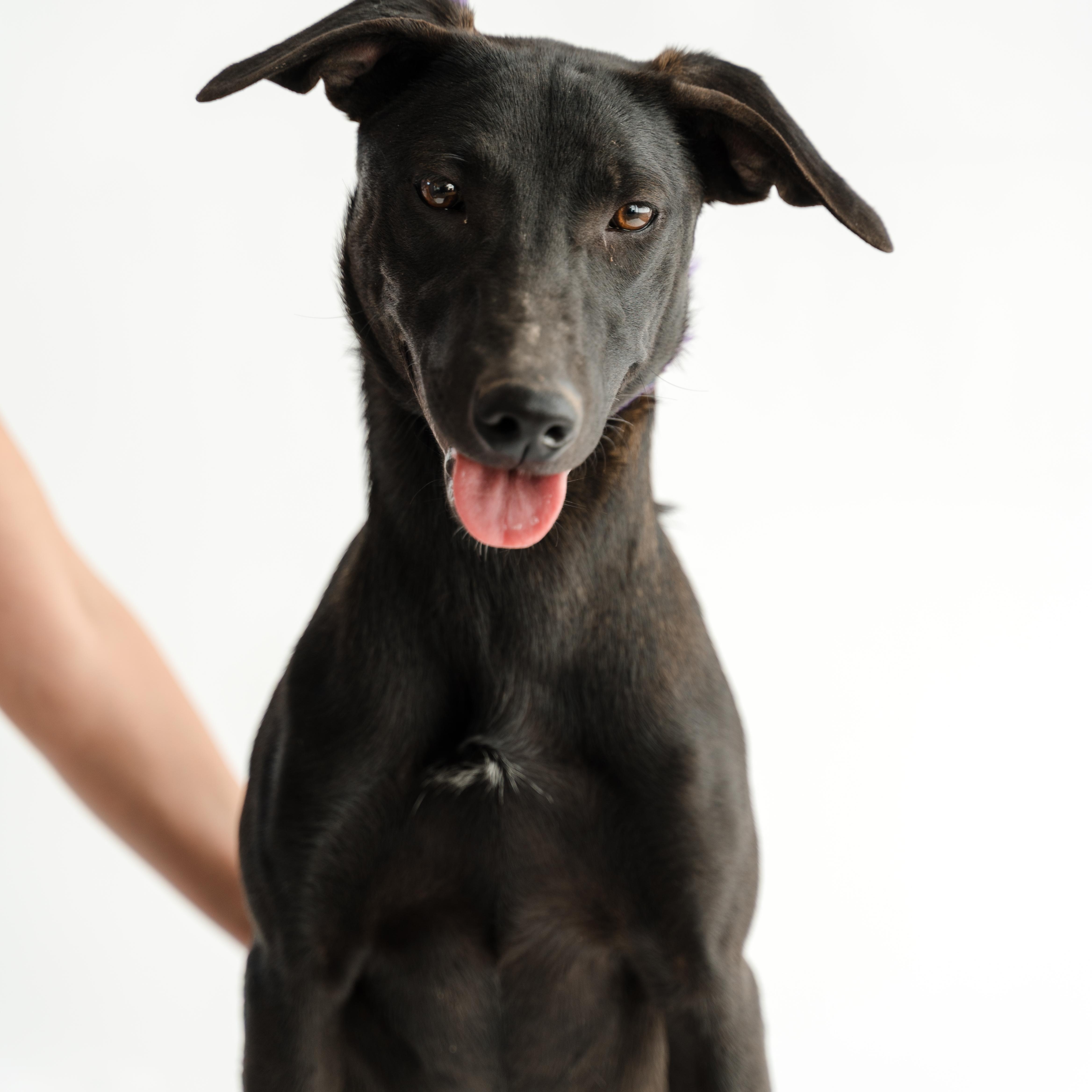 Gigi, a ADOPTABLE mixed breed in Manvel, TX image 3/4