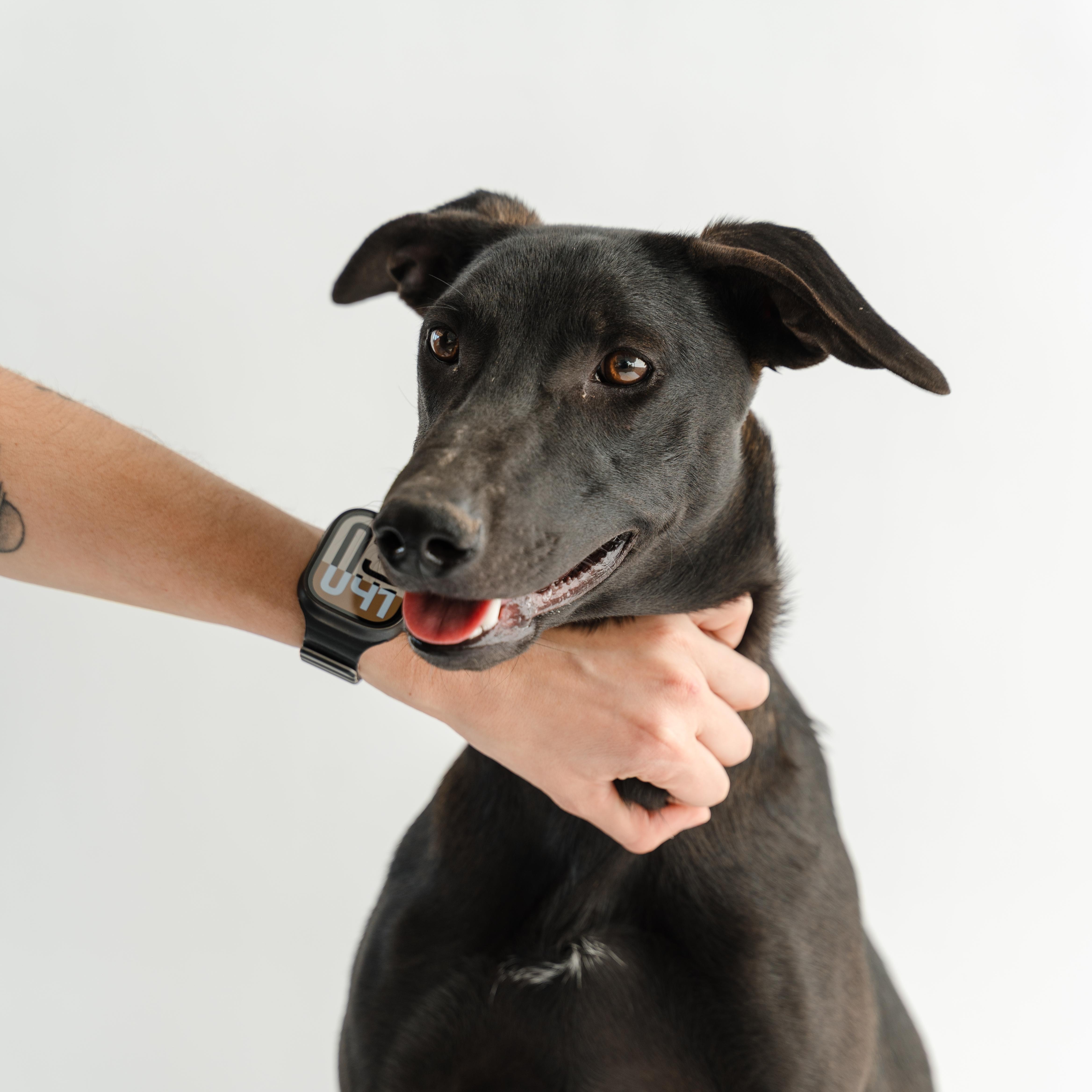 Gigi, a ADOPTABLE mixed breed in Manvel, TX image 4/4