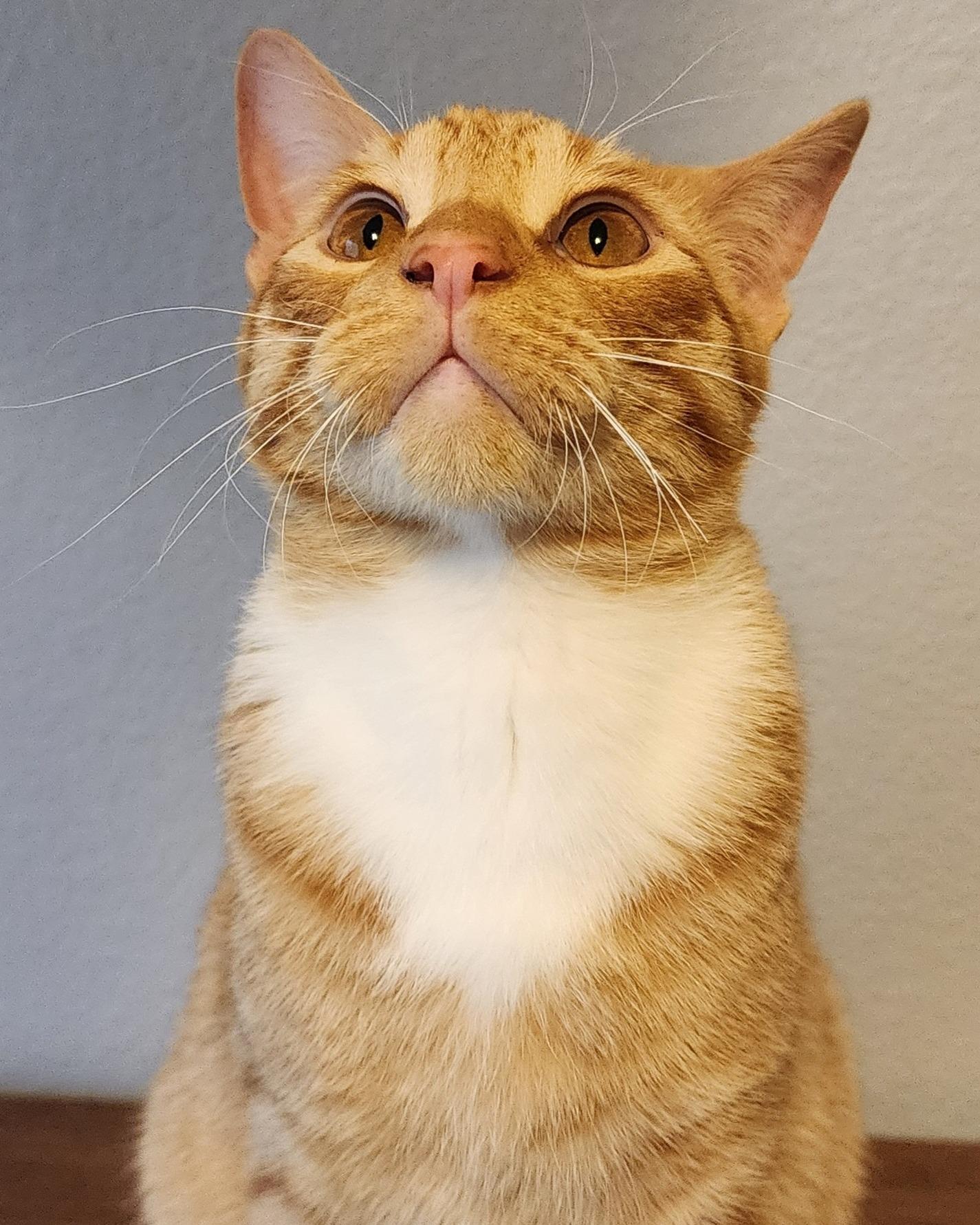 Enlarge CHEDDAR, a Adoptable Tabby in Flint, TX image 3/6