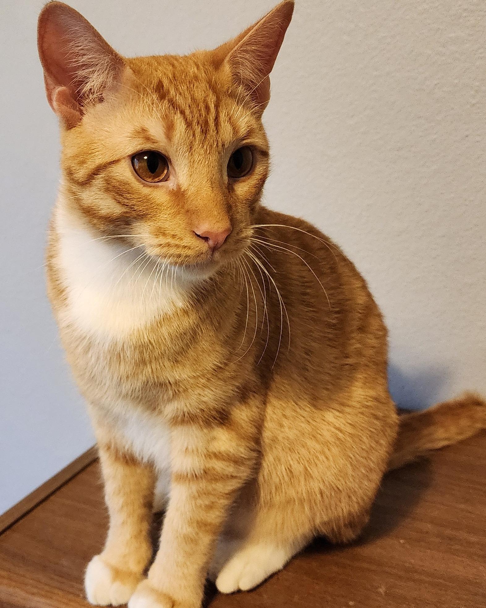 Enlarge CHEDDAR, a Adoptable Tabby in Flint, TX image 2/6