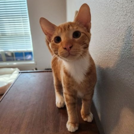 Enlarge CHEDDAR, a Adoptable Tabby in Flint, TX image 5/6