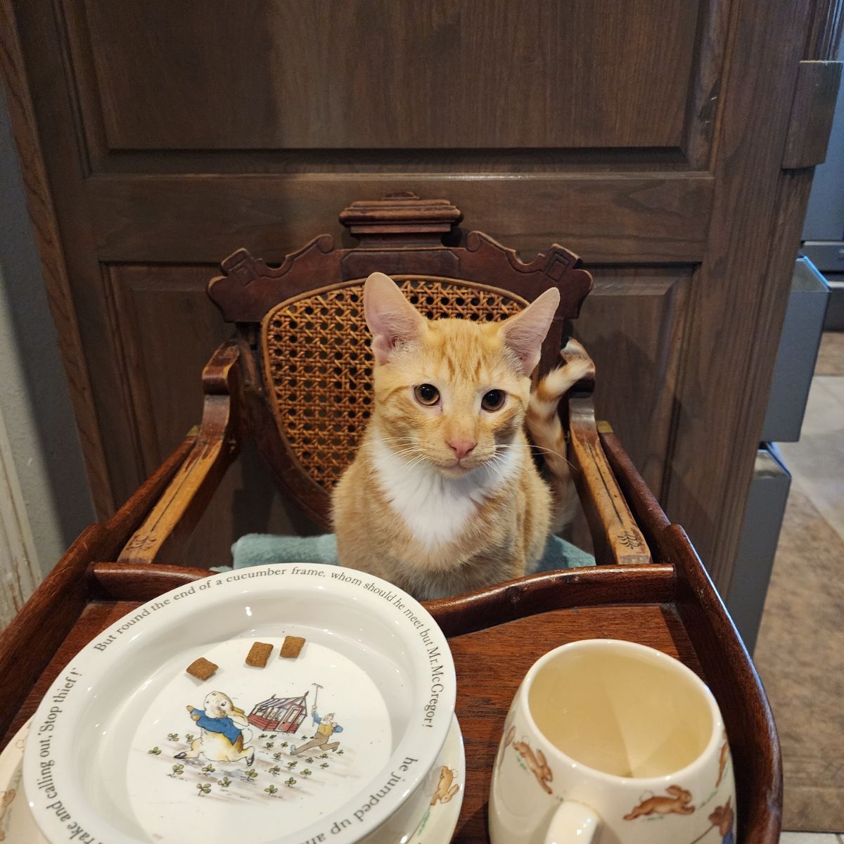 Enlarge CHEDDAR, a Adoptable Tabby in Flint, TX image 6/6