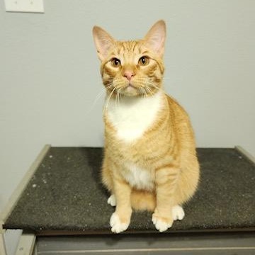Enlarge CHEDDAR, a Adoptable Tabby in Flint, TX image 4/6
