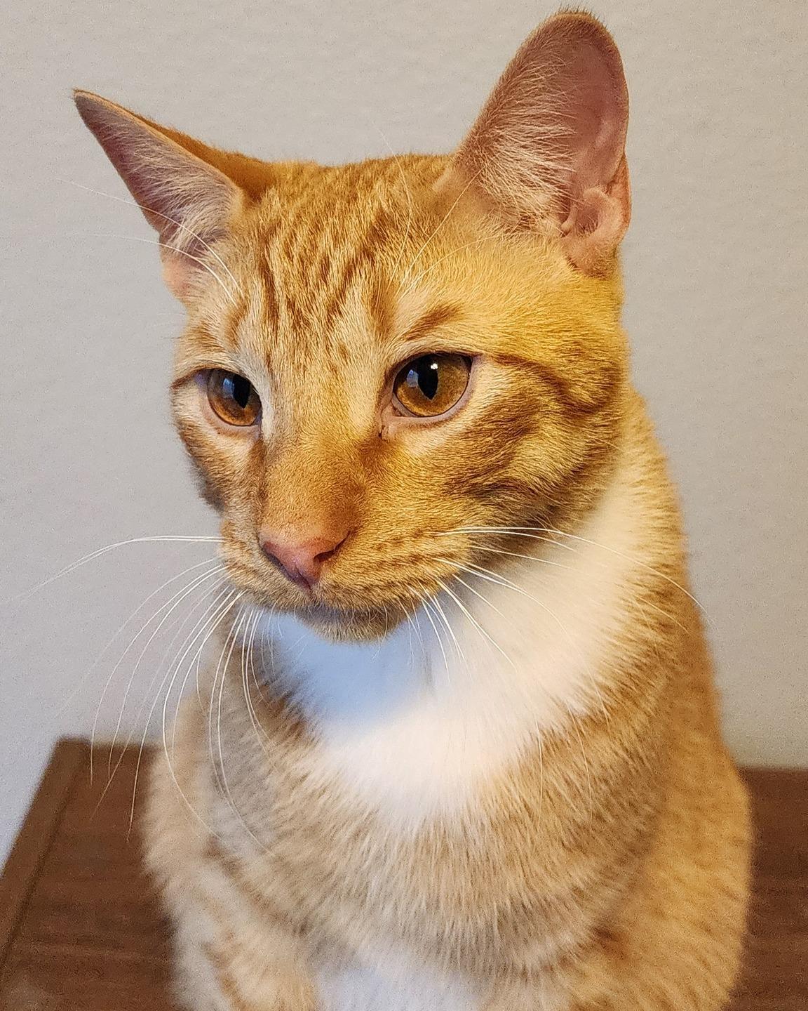 Enlarge CHEDDAR, a Adoptable Tabby in Flint, TX image 1/6