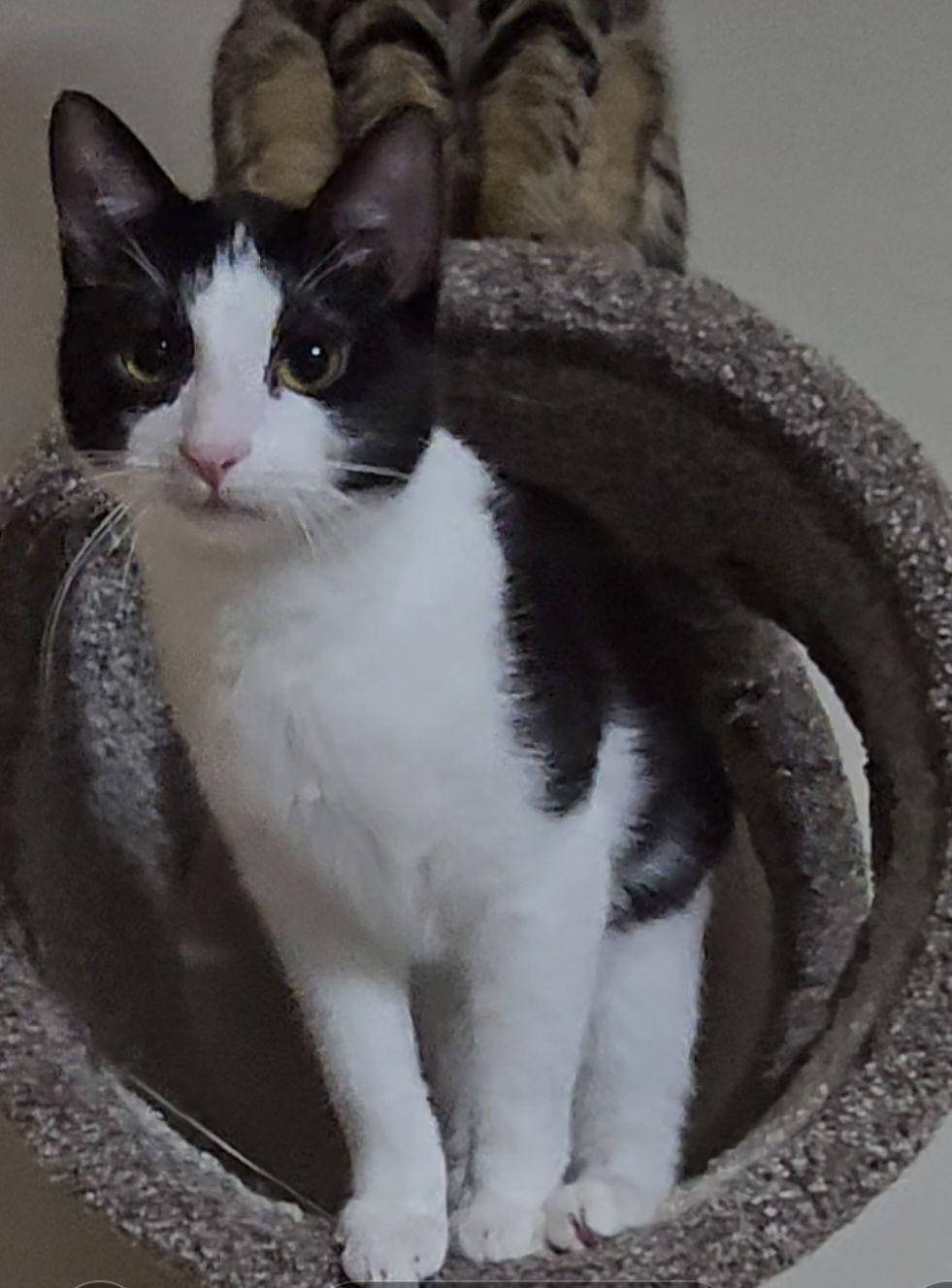 Jerry, a Adoptable Domestic Short Hair image 2/4