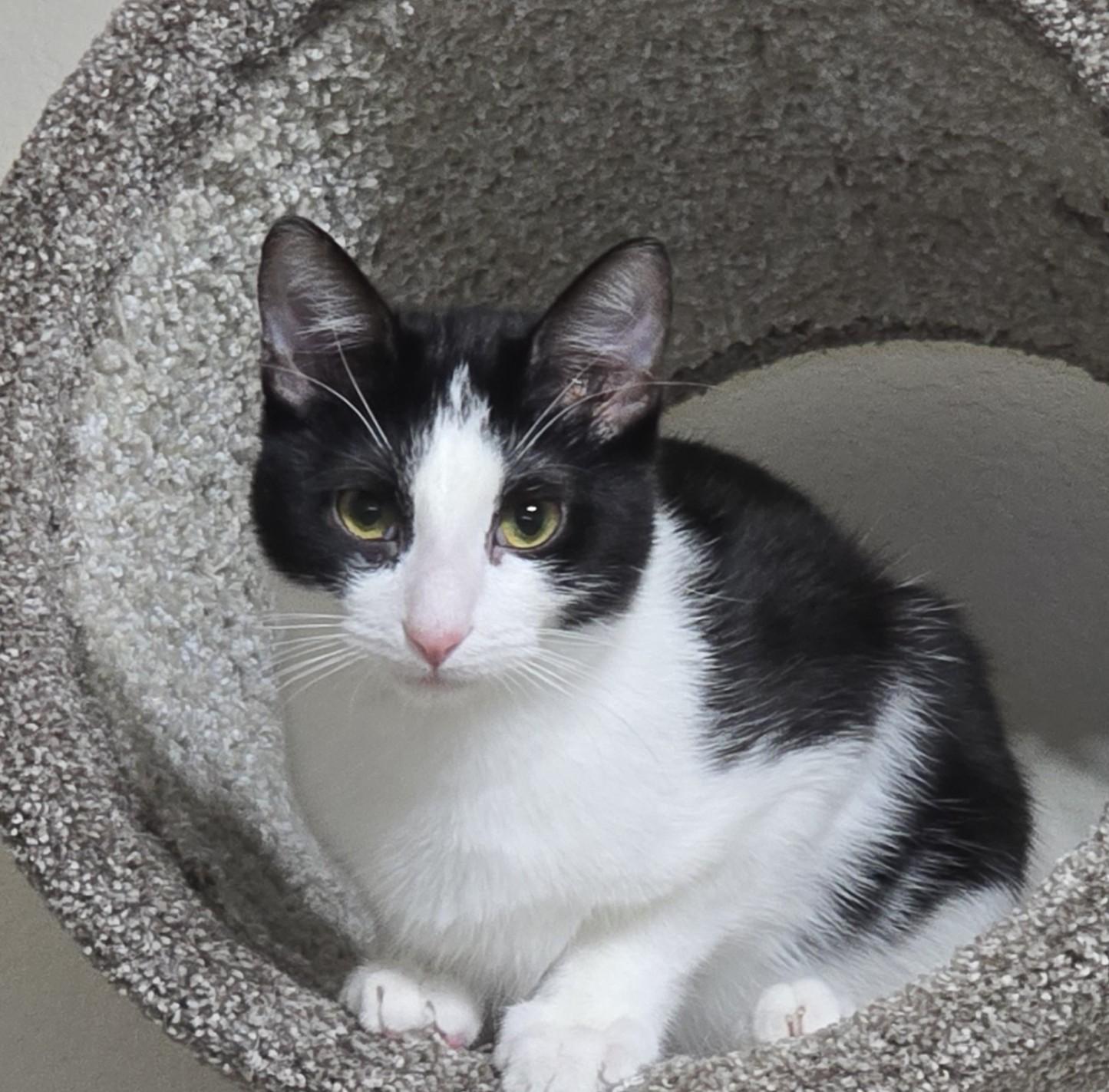 Jerry, a Adoptable Domestic Short Hair image 3/4