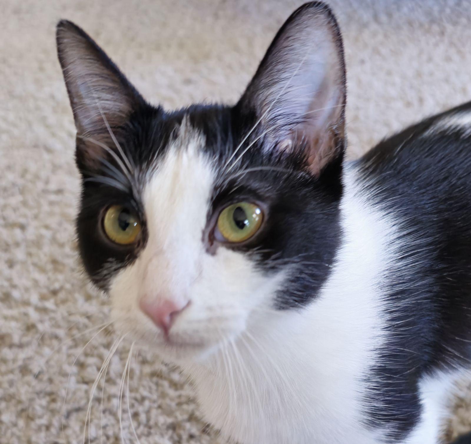 Jerry, a Adoptable Domestic Short Hair image 4/4