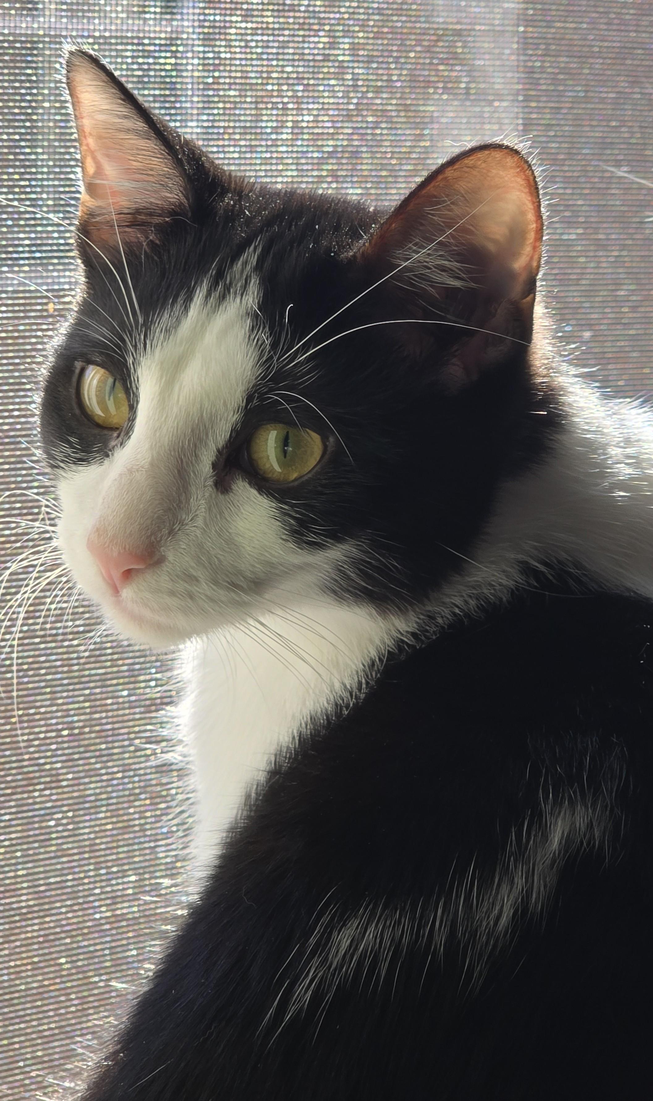 Jerry, a Adoptable Domestic Short Hair image 1/4