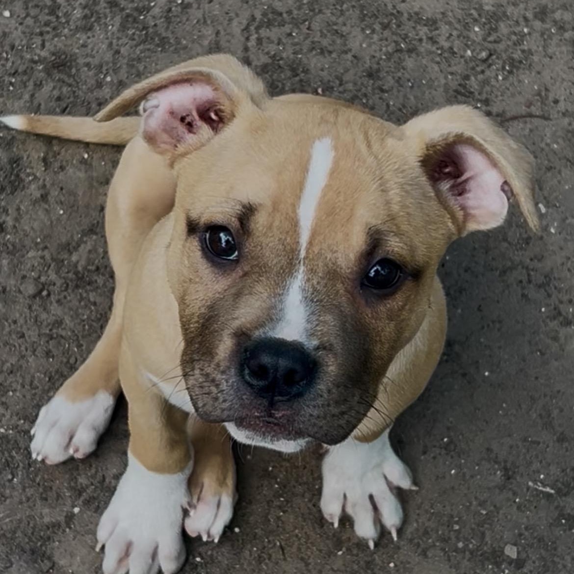 Enlarge Leon, a ADOPTABLE mixed breed in Houston, TX image 3/3