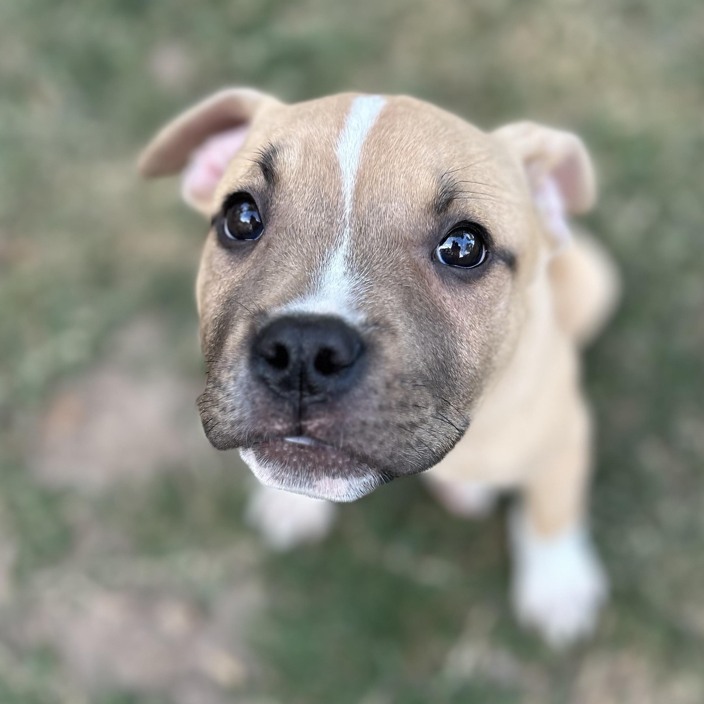 Enlarge Leon, a ADOPTABLE mixed breed in Houston, TX image 2/3