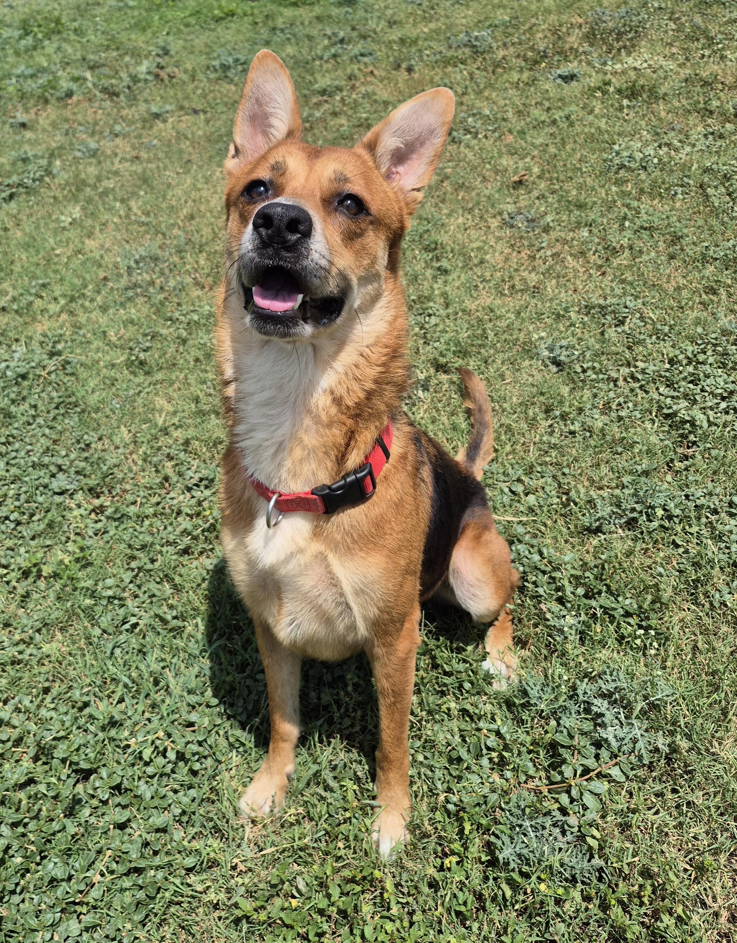 Enlarge She, a ADOPTABLE Shepherd in Schertz, TX image 4/4