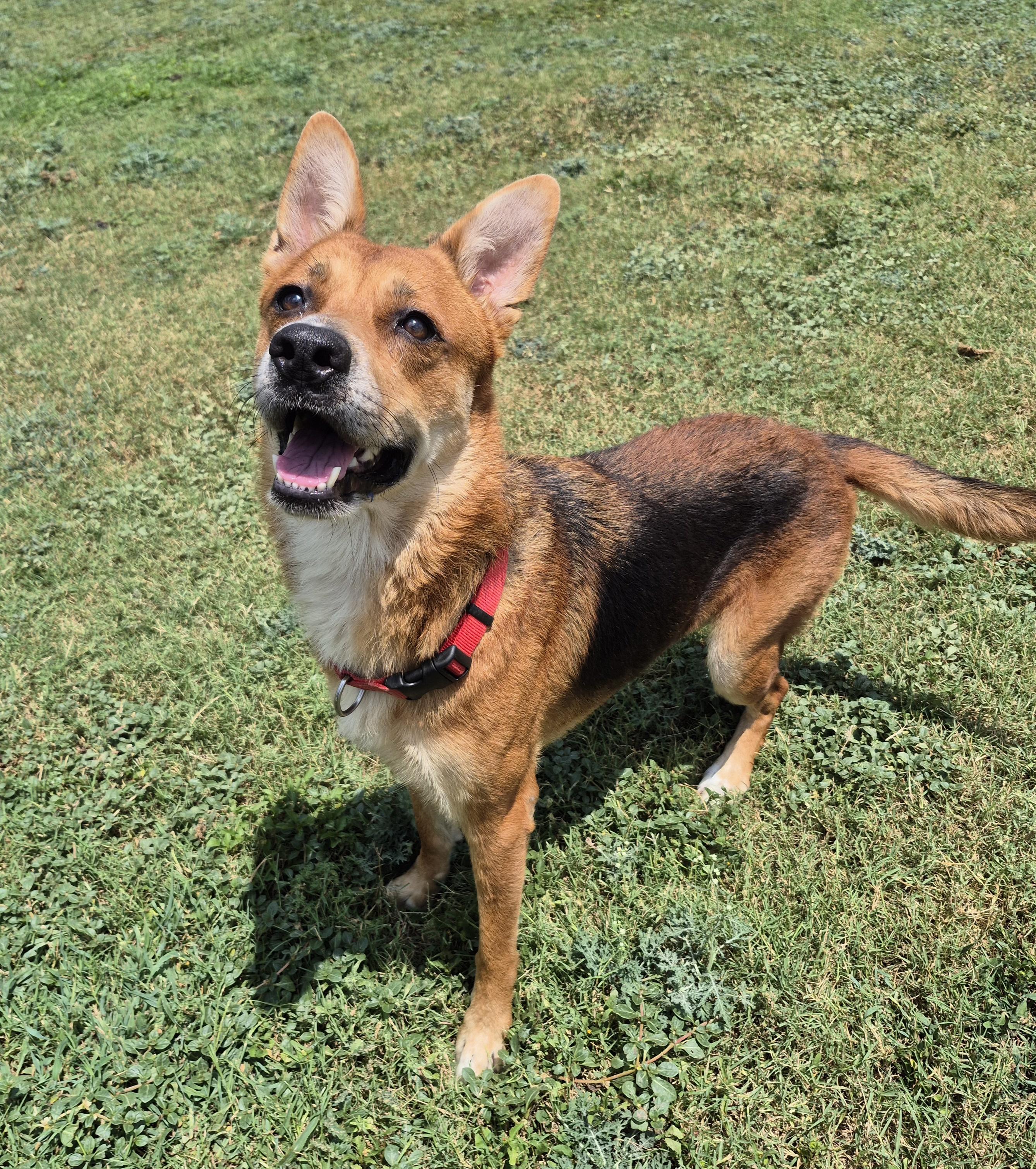Enlarge She, a ADOPTABLE Shepherd in Schertz, TX image 3/4