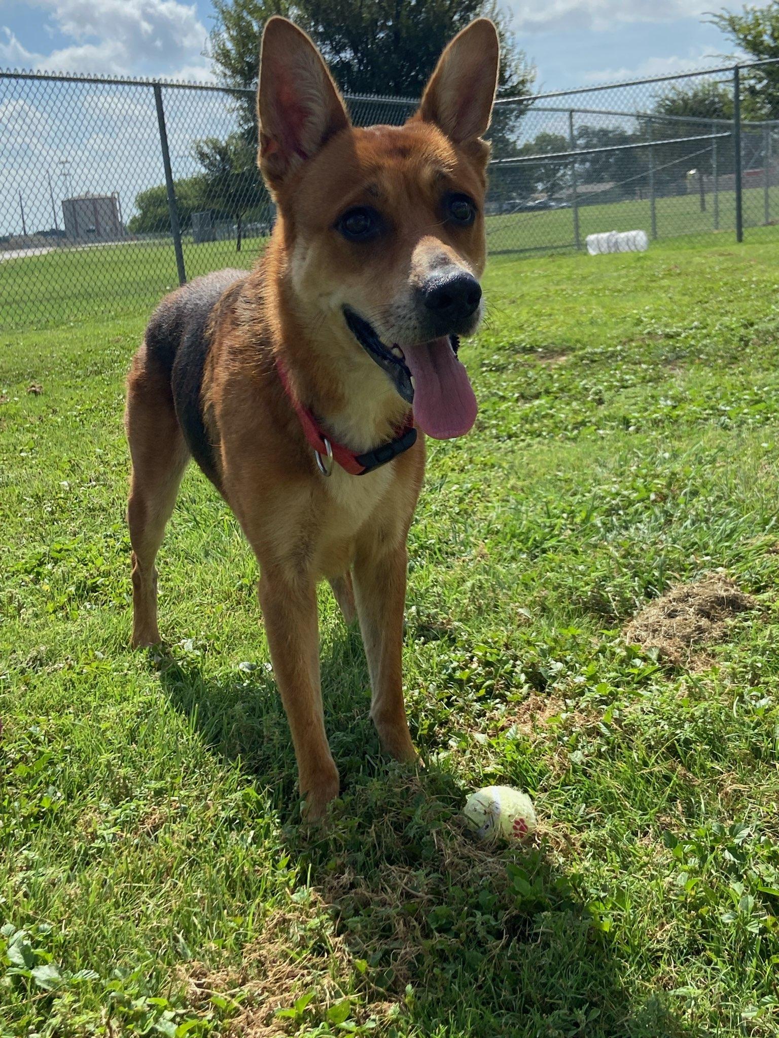 Enlarge She, a ADOPTABLE Shepherd in Schertz, TX image 1/1
