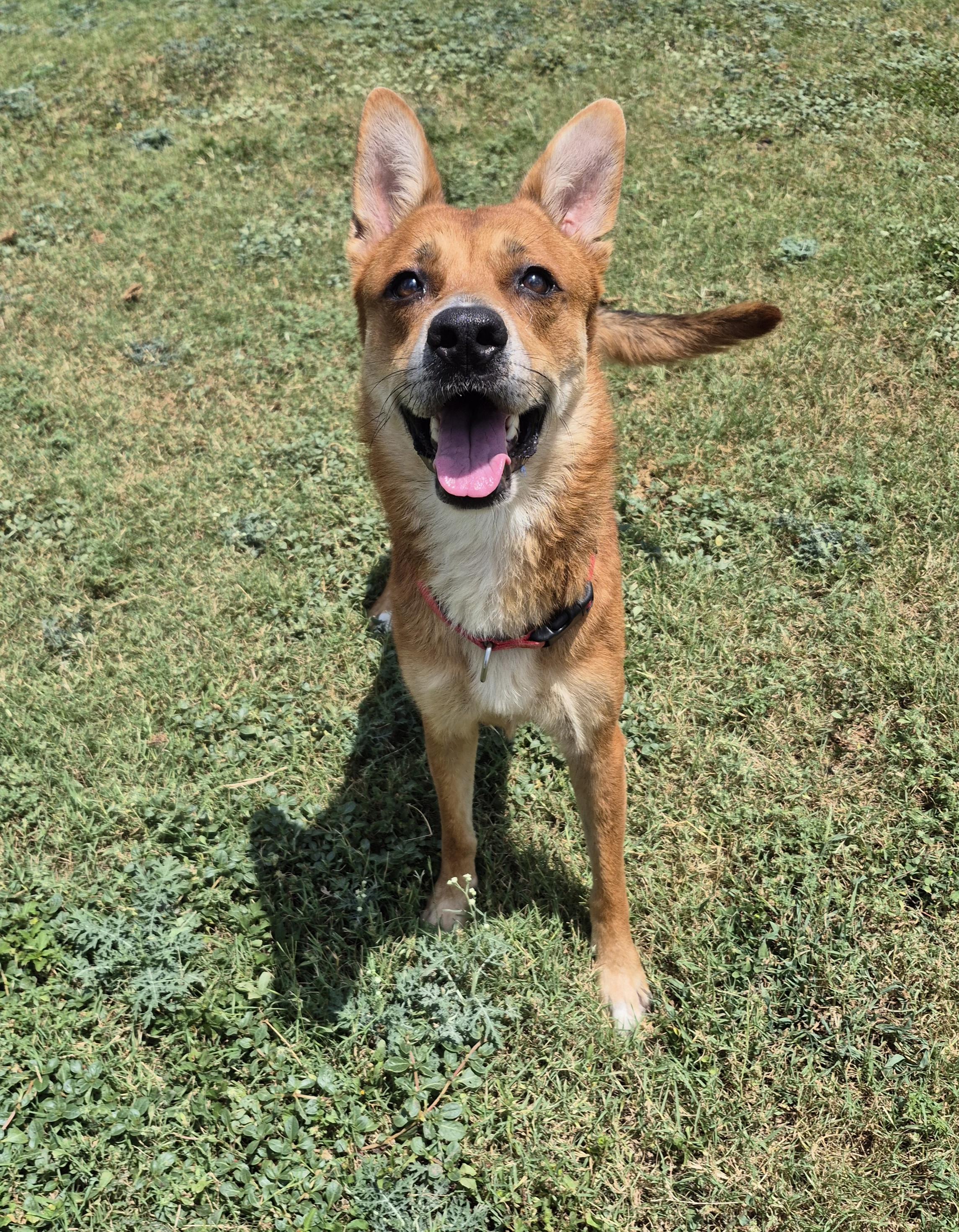 She, ADOPTABLE, Adult Female Shepherd.