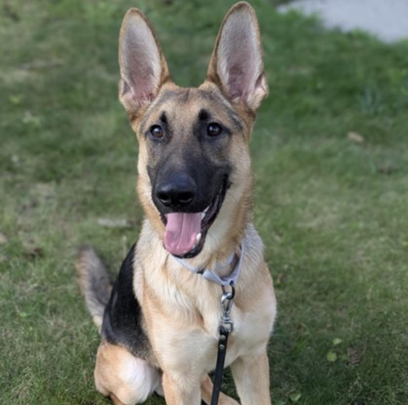 Asiago, Adopted, Young Male German Shepherd Dog.