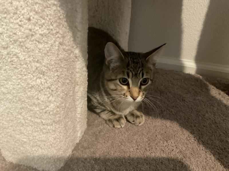 Ryder, a Adoptable Tabby in Waverly, IA image 2/3