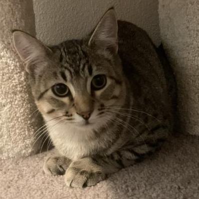 Ryder, a Adoptable Tabby in Waverly, IA image 1/3