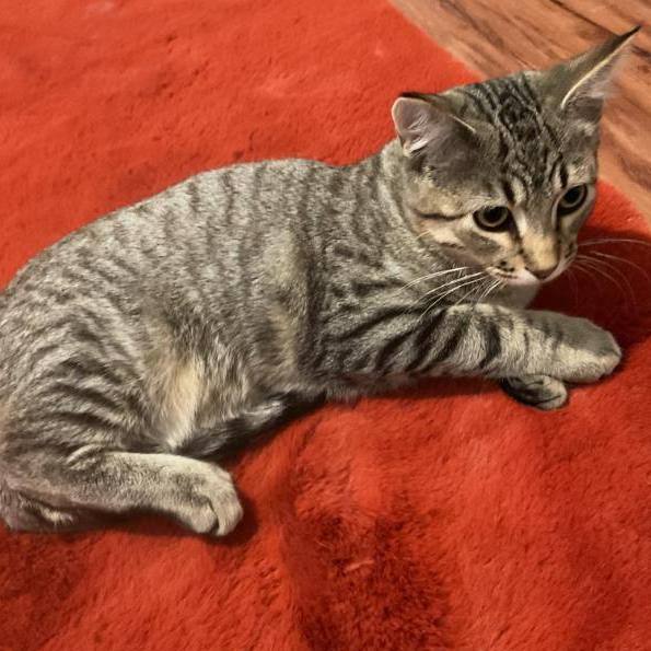 Ryder, a Adoptable Tabby in Waverly, IA image 3/3