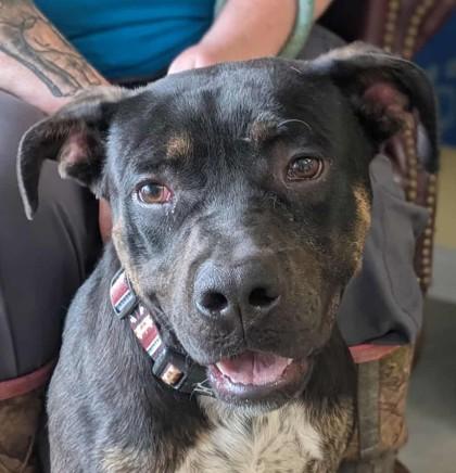 Enlarge Brody, a Adoptable mixed breed in La Harpe, KS image 1/2