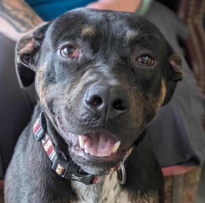 Enlarge Brody, a Adoptable mixed breed in La Harpe, KS image 4/4