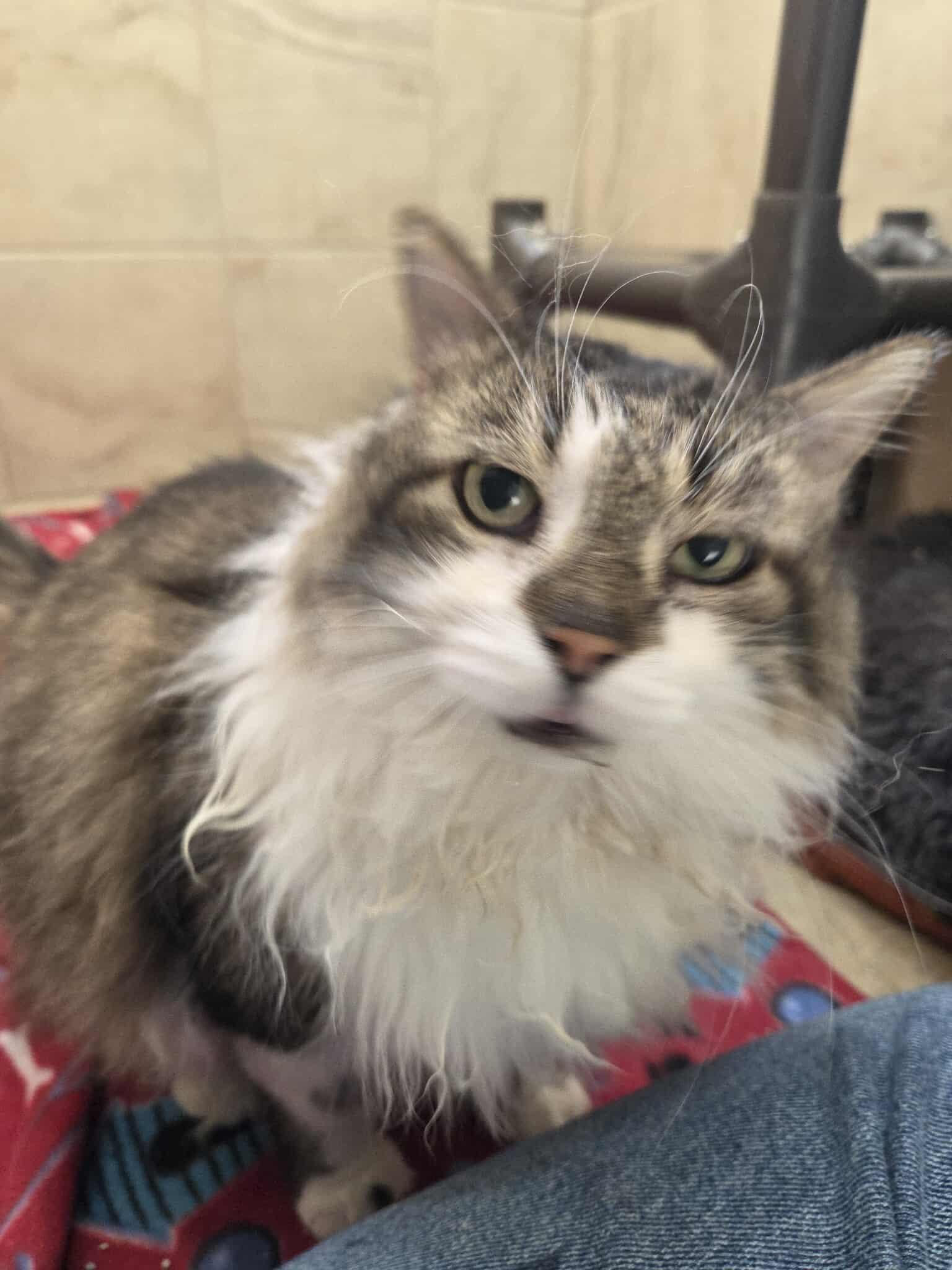 Nibbles, an adoptable Domestic Medium Hair in Canon City, CO, 81212 | Photo Image 1