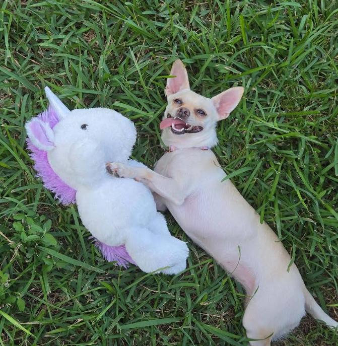 Hilda in TX, Adoptable, Young Female Chihuahua.