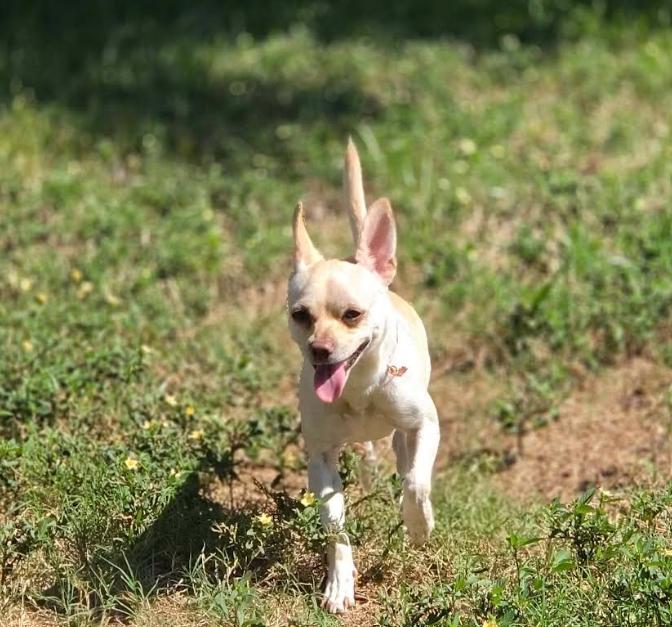 Enlarge Hilda in TX, a Adoptable Chihuahua in Cranston, RI image 2/3