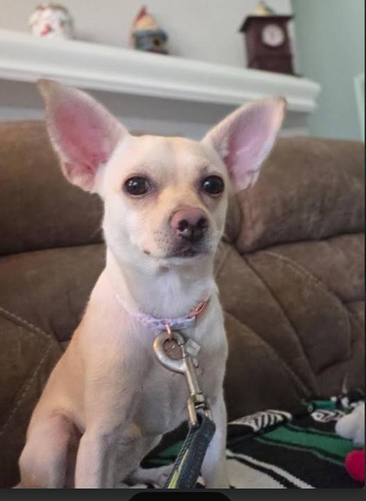Enlarge Hilda in TX, a Adoptable Chihuahua in Cranston, RI image 3/3
