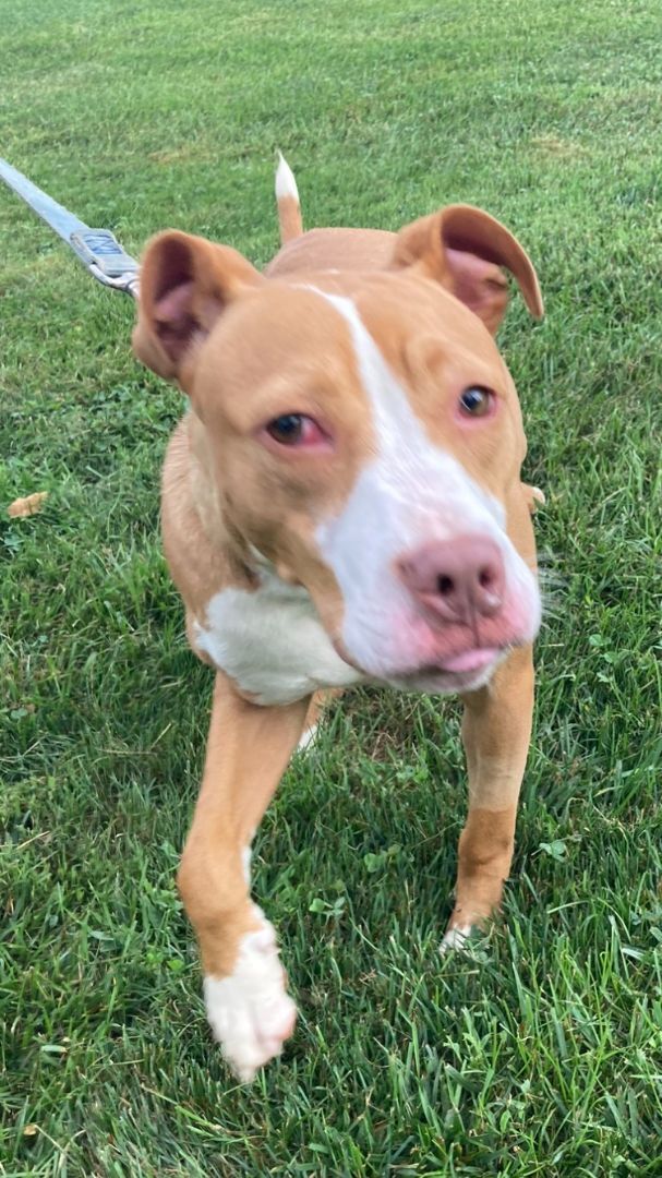 Enlarge Joel, a Adoptable mixed breed in Silver Spring, MD image 1/2