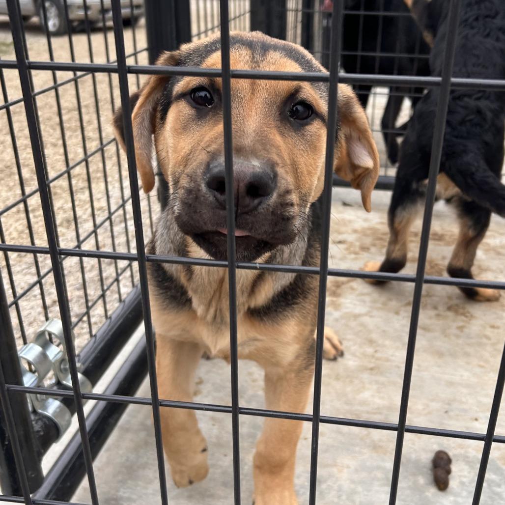 Peanut Butter, Adoptable, Puppy Male Chocolate Labrador Retriever & German Shepherd Dog.