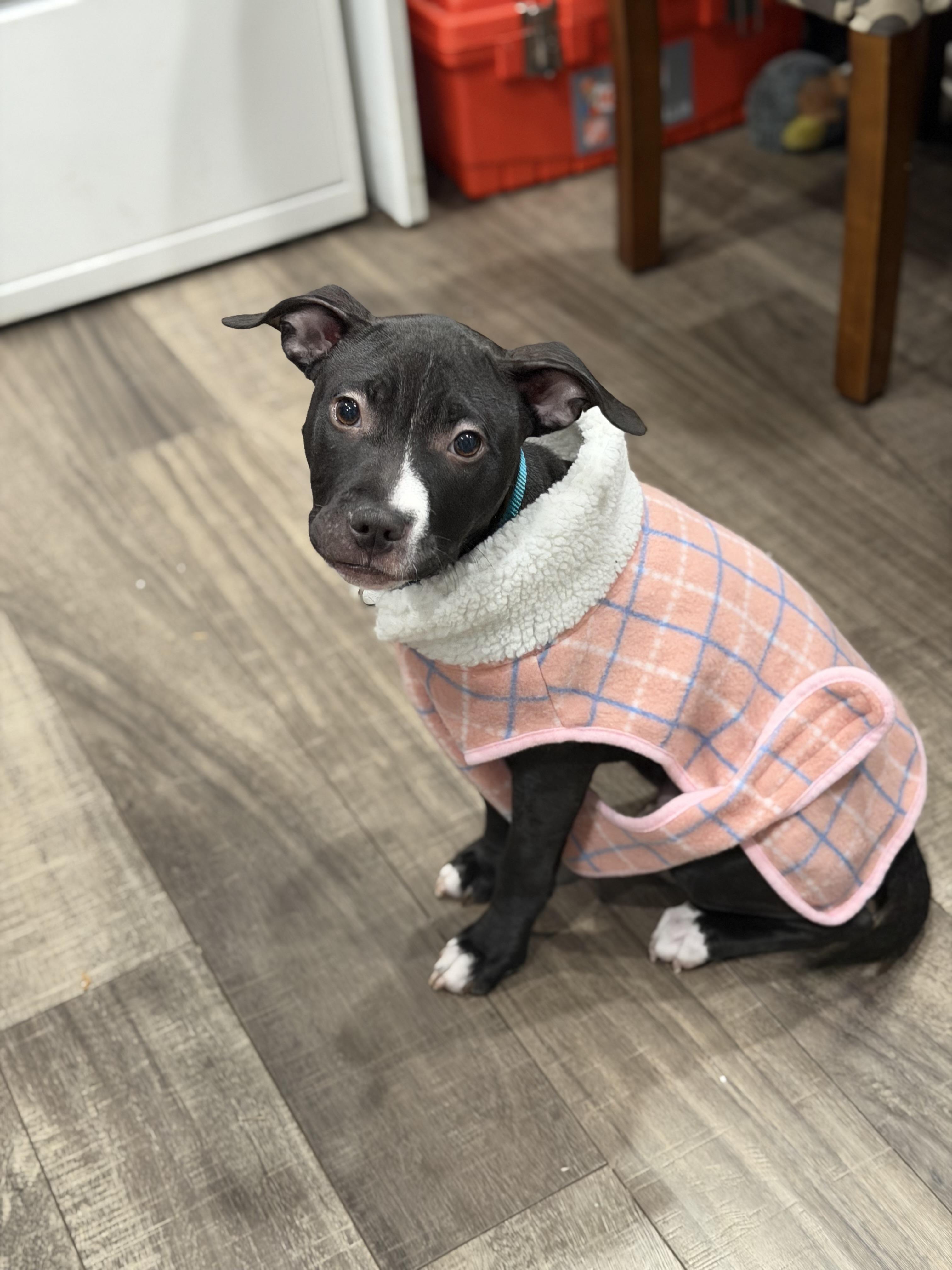 Star, a Adoptable mixed breed in Mahwah, NJ image 1/6