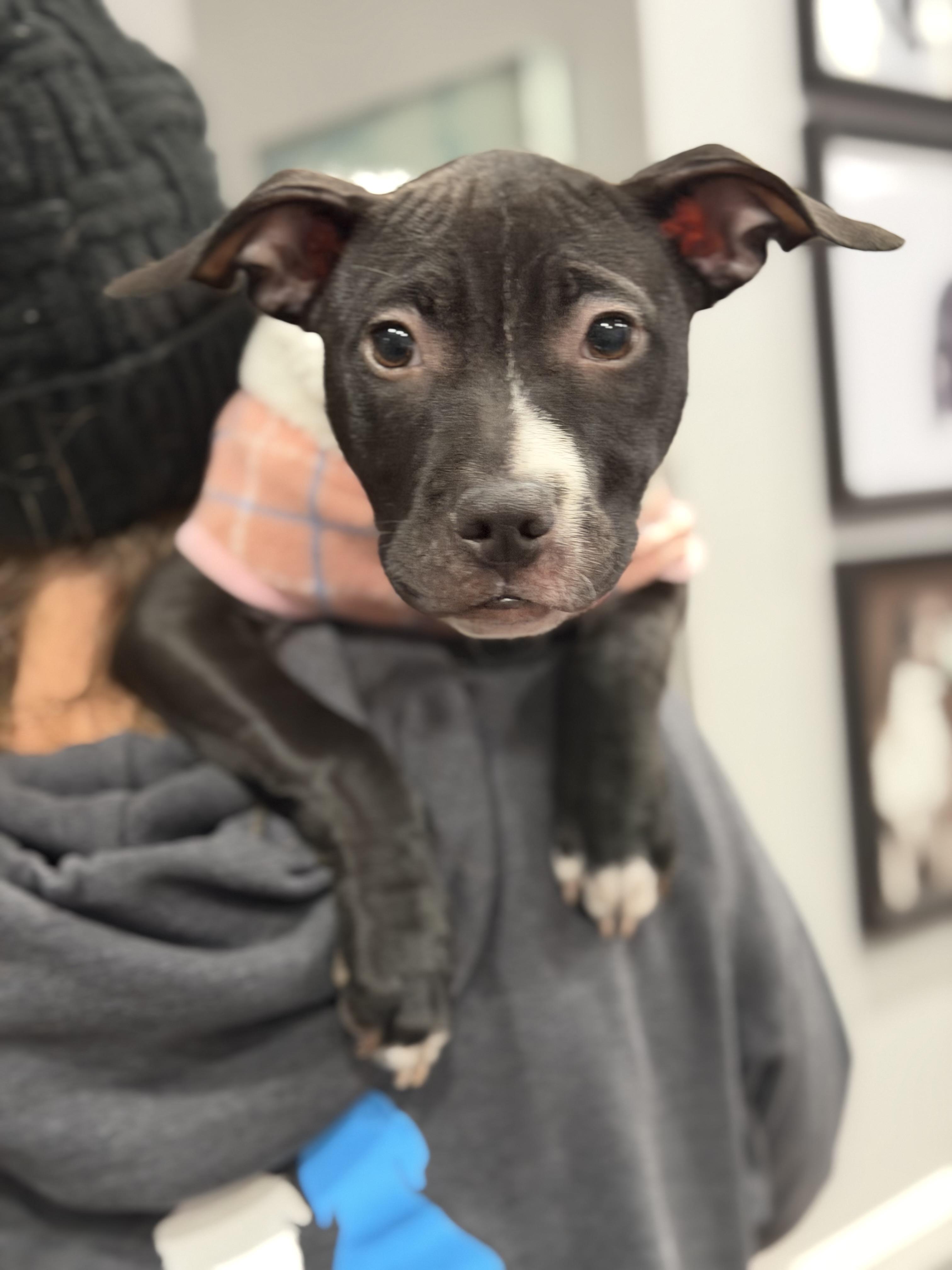 Star, a Adoptable mixed breed in Mahwah, NJ image 2/6