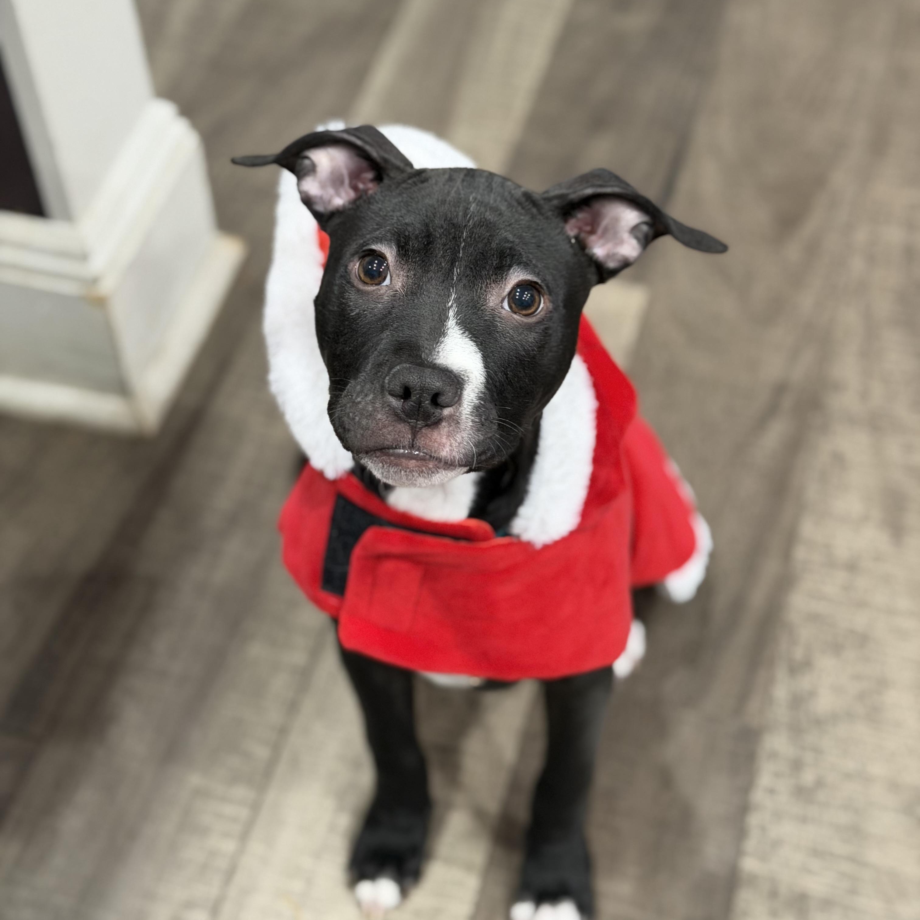 Star, a Adoptable mixed breed in Mahwah, NJ image 3/6