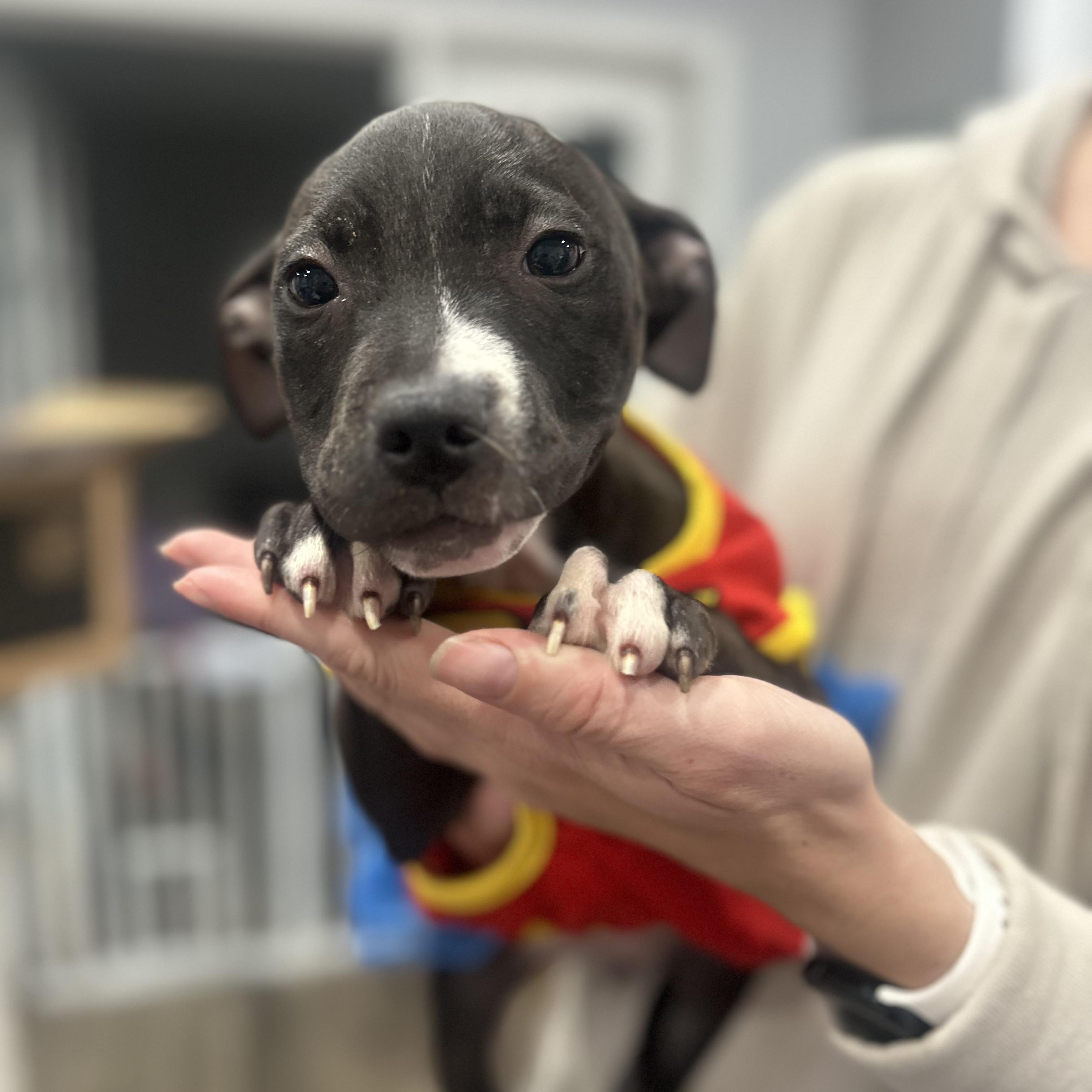 Star, a Adoptable mixed breed in Mahwah, NJ image 4/6