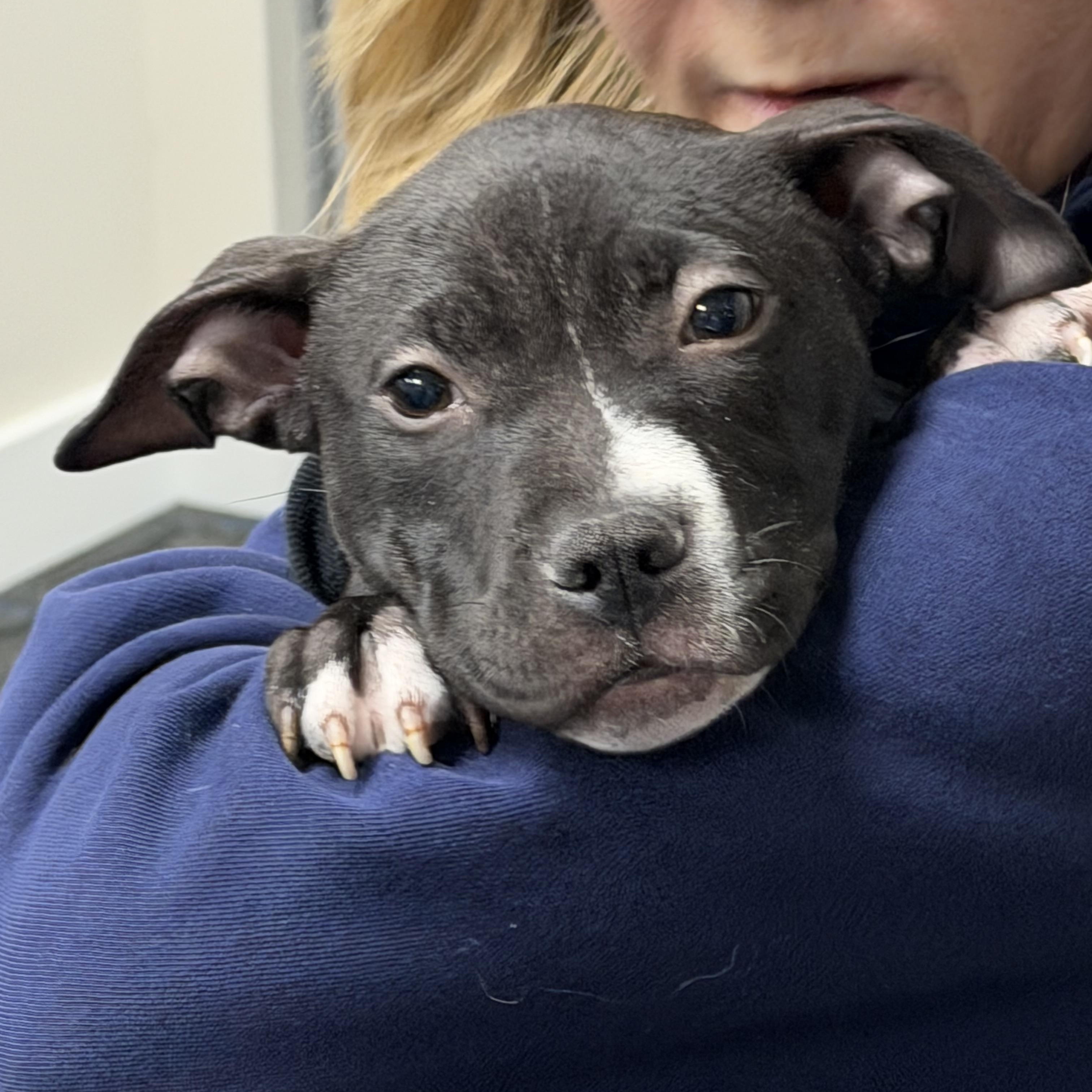 Star, a Adoptable mixed breed in Mahwah, NJ image 6/6