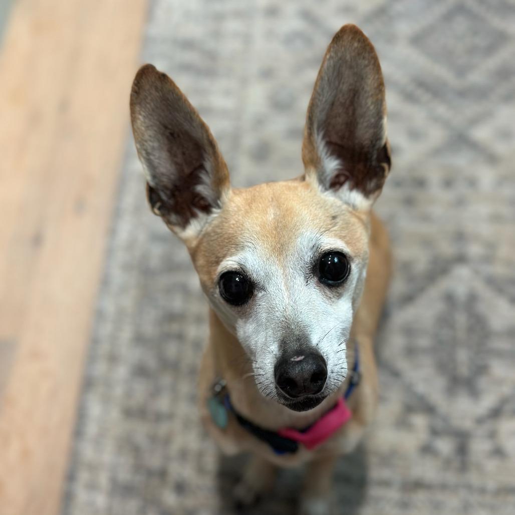 Enlarge Fizz, a Adoptable mixed breed in North Hollywood, CA image 1/5