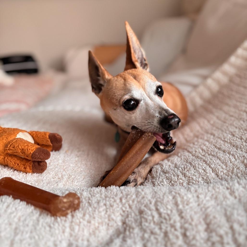 Fizz, Adoptable, Senior Male Chihuahua & Terrier.