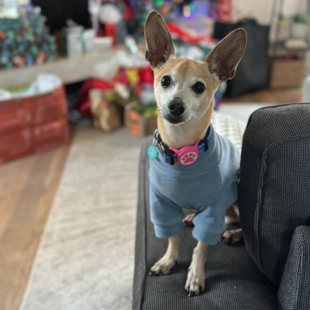 Enlarge Fizz, a Adoptable mixed breed in North Hollywood, CA image 3/5