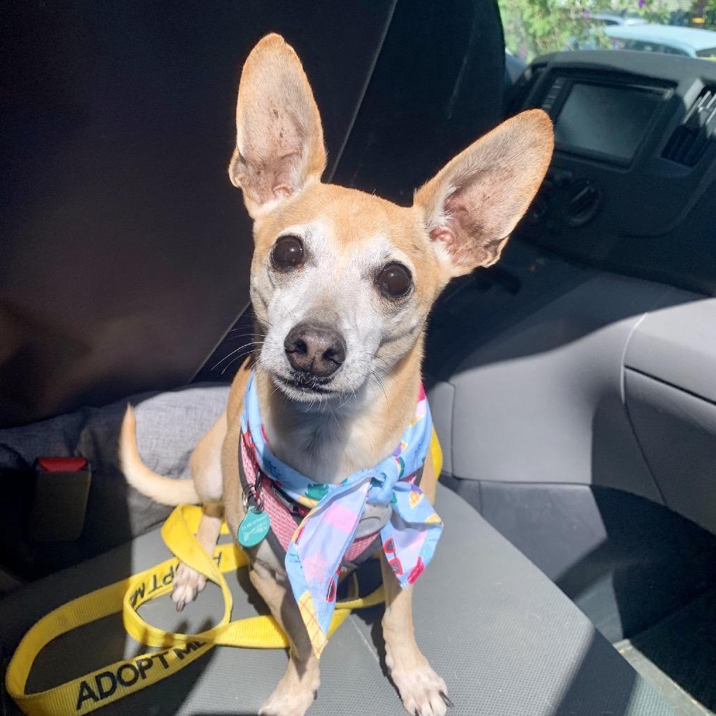 Fizz, a Adoptable mixed breed in North Hollywood, CA image 2/6