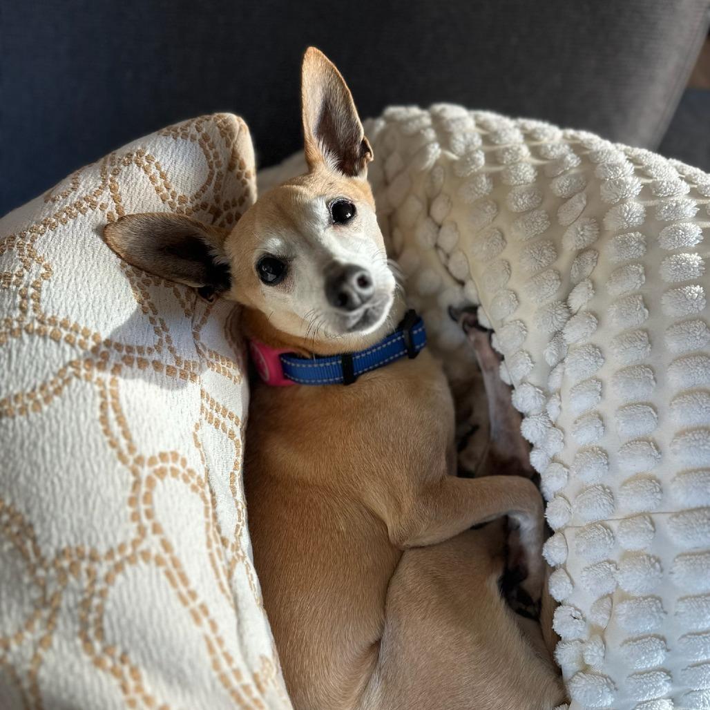 Enlarge Fizz, a Adoptable mixed breed in North Hollywood, CA image 5/5