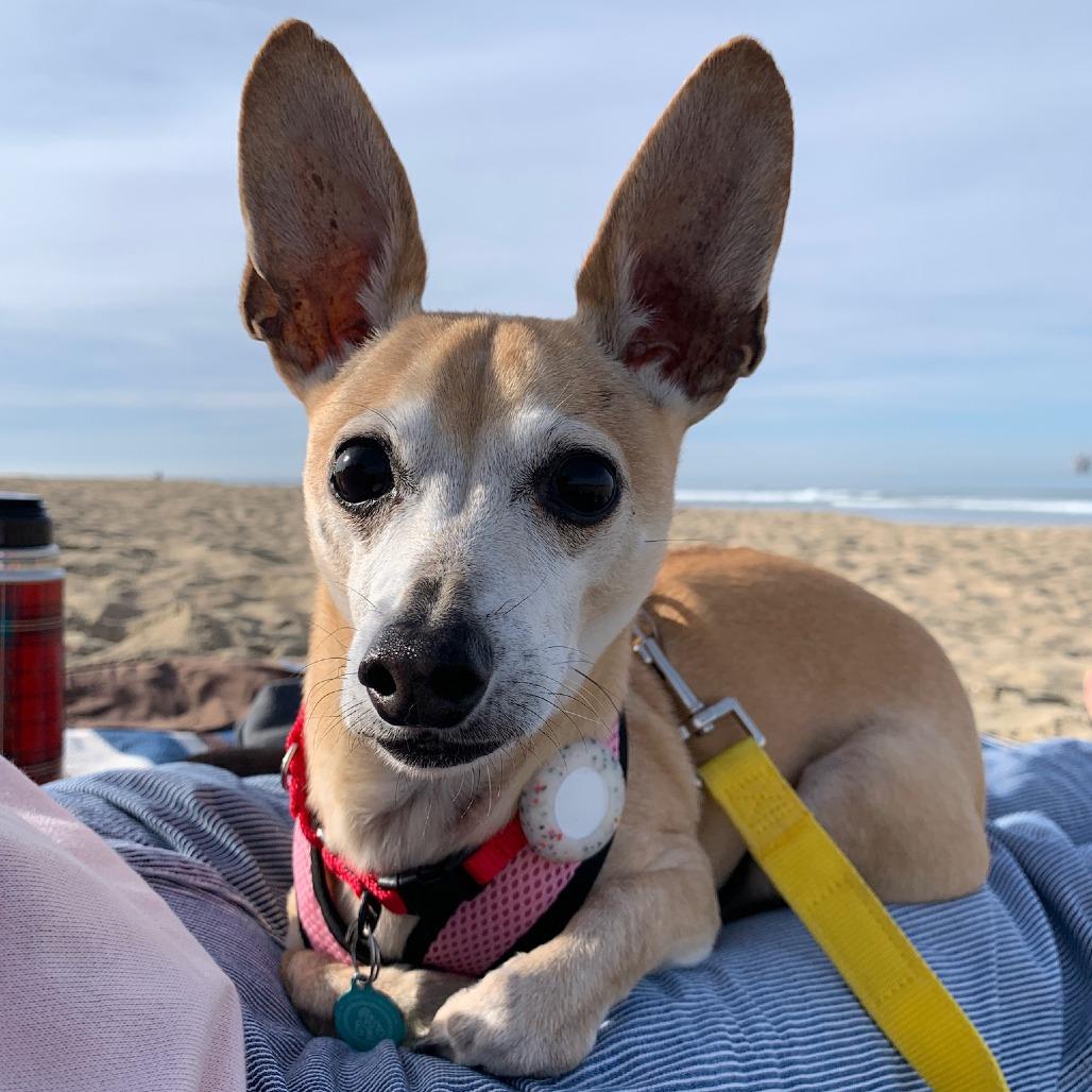 Enlarge Fizz, a Adoptable mixed breed in North Hollywood, CA image 6/6