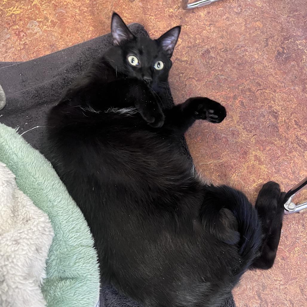 Enlarge Pip, a Adoptable Domestic Short Hair in Glenwood Springs, CO image 1/5