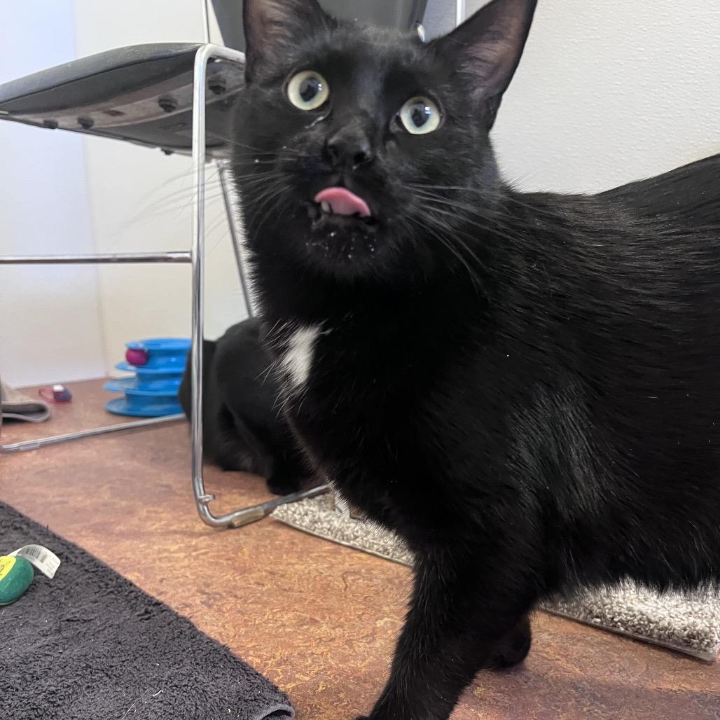 Enlarge Pip, a Adoptable Domestic Short Hair in Glenwood Springs, CO image 3/5