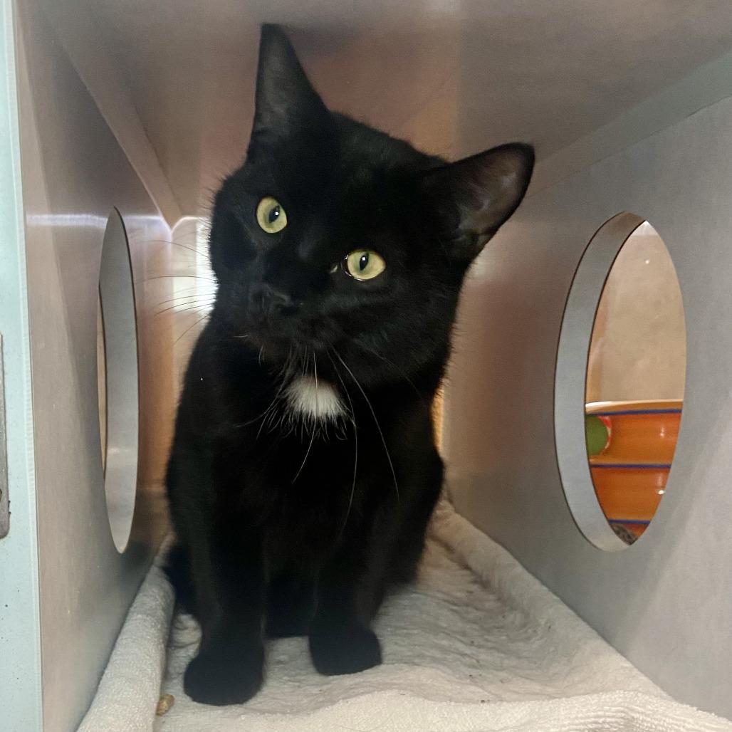 Enlarge Pip, a Adoptable Domestic Short Hair in Glenwood Springs, CO image 4/5